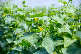 50 WHITE WONDER CUCUMBER Fruit Cucumis Sativus Seeds