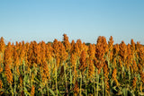 70 SUGAR DRIP SORGHUM Amber Cane Grain Sweet Syrup Vegetable Seeds