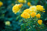 5 YELLOW ROSE Rosa Bush Shrub Perennial Flower Seeds