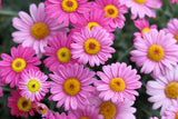 100 Mixed Colors ROBINSONS PAINTED DAISY Chrysanthemum Pink Red Rose & Yellow Pyrethrum Flower Seeds