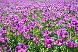 1000 HUNGARIAN BREADSEED POPPY Papaver Somniferum Purple Blue Flower Seeds