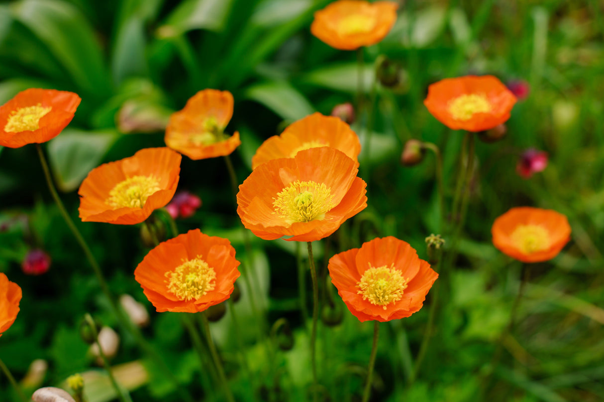 2500 ICELAND POPPY MIX Papaver Nudicaule Mixed Colors Flower Seeds