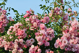 5 PINK CLIMBING ROSE Rosa Bush Vine Climber Fragrant Butterfly Flower Seeds