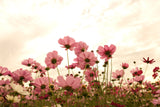 20 APRICOTTA COSMOS Bipinnatus Apricot & Rose Pink Bicolor Flower Seeds