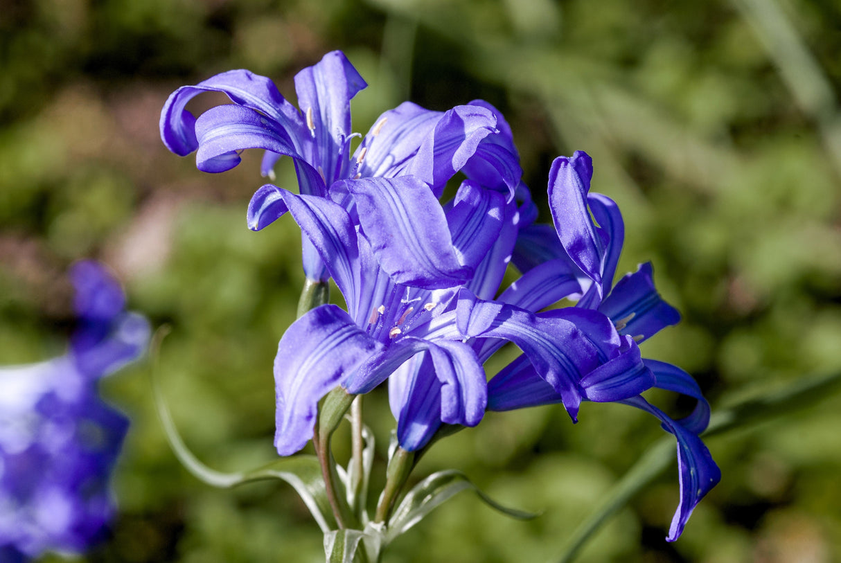 10 BLUE SIBERIAN LILY Mountain Ixia Altai Ixiolirion Tataricum Flower Seeds