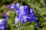 10 BLUE SIBERIAN LILY Mountain Ixia Altai Ixiolirion Tataricum Flower Seeds