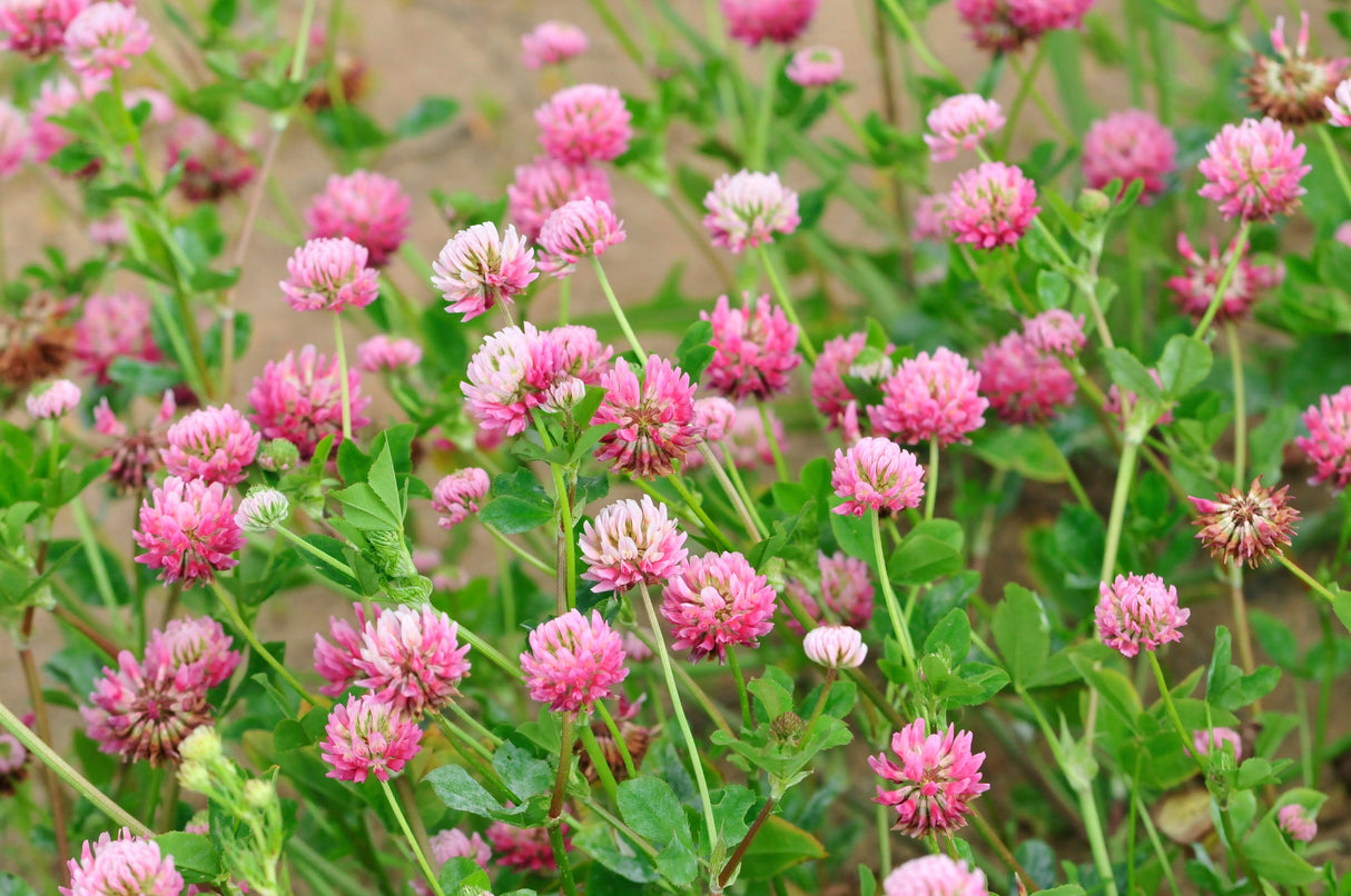 1500 RED CLOVER Monarchs Trifolium Pratense Rose Mauve Flower Ground Cover Seeds
