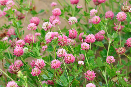 1500 RED CLOVER Monarchs Trifolium Pratense Rose Mauve Flower Ground Cover Seeds