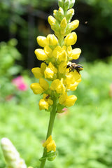 25 YELLOW WILD INDIGO Baptisia Tinctoria False Indigo Flower Seeds