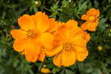 150 ORANGE SULPHUR COSMOS Klondike Sulphureus Seeds