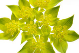 100 GREEN GOLD BUPLEURUM Griffithii Rotundifolium Hares Ear Thoroughwax Flower Seeds