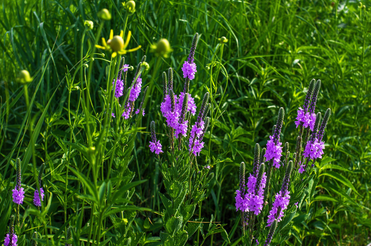 500 Purple HOARY VERVAIN Verbena Stricta Flower Seeds