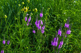 500 Purple HOARY VERVAIN Verbena Stricta Flower Seeds