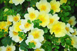 10 Golden Yellow FATHER HUGO ROSE Rosa Hugonis Flower Bush Shrub Seeds