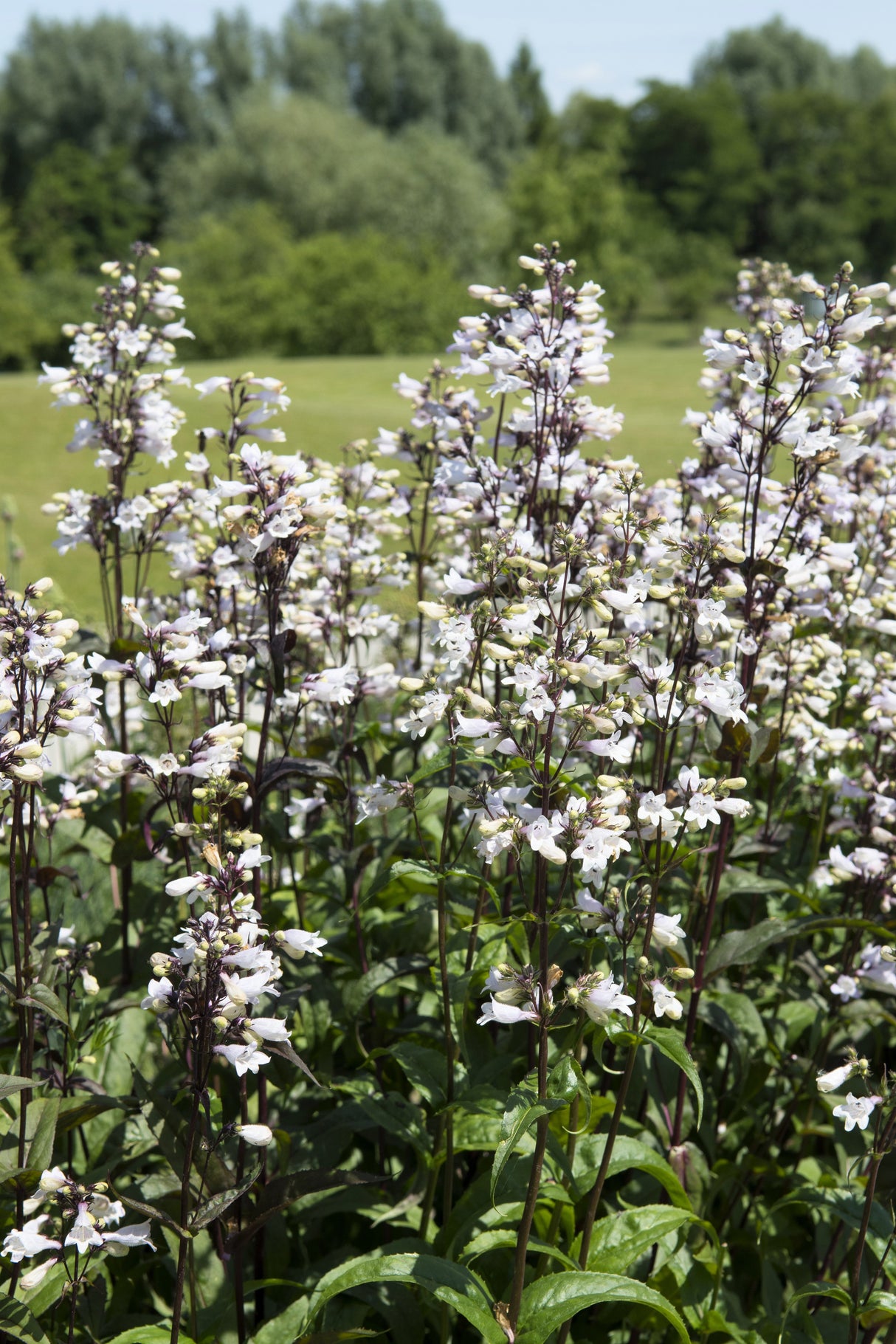 25 HUSKER RED PENSTEMON Digitalis Foxglove Beardtongue White Flower Seeds