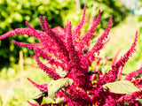 150 AMARANTHUS PYGMY TORCH (Prince of Wales Feather) Amaranthus Hypochondriacus Flower Seeds