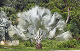 5 SILVER SAW PALMETTO Serenoa Repens American Dwarf Palm Tree Shrub Edible Fruit Sun or Shade Seeds