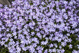 20 PRAIRIE PHLOX Pilosa Mixed Colors Pink Purple White Native Flower Seeds