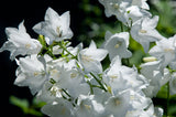 500 White PEACH LEAVED BELLFLOWER Campanula Persicifolia Flower Seeds