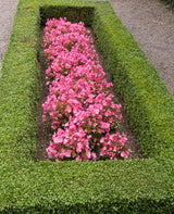 25 Rose PINK WAX BEGONIA Semperflorens Fibrous Shade Flower Seeds