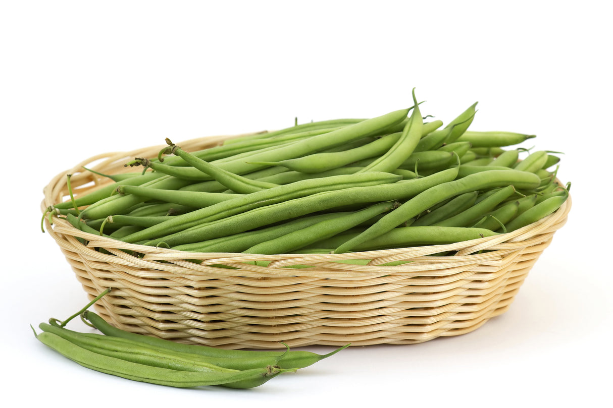 50 BURPEE STRINGLESS Green Pod BEAN French Phaseolus Vulgaris Vegetable Seeds