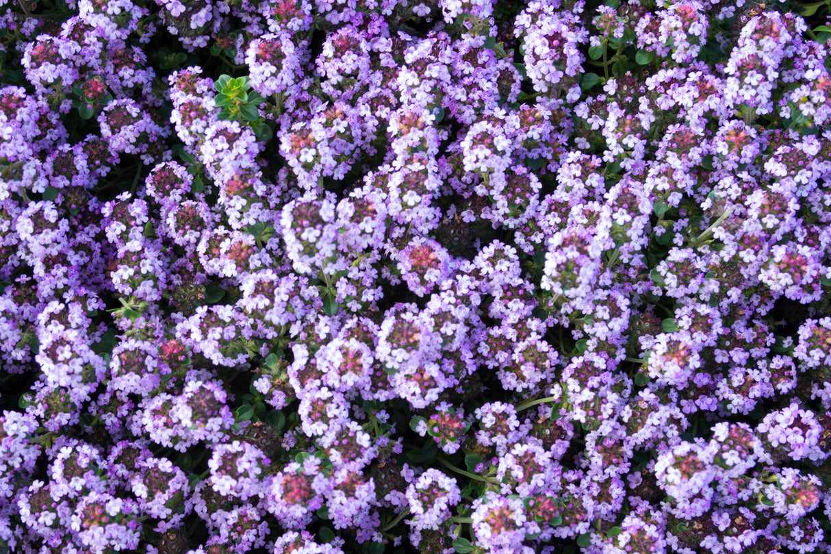 1000 Common GARDEN THYME English, German, French, or Winter Thymus Vulgaris Herb Flower Seeds