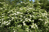500 BULK American ELDERBERRY Fruit Bush Shrub Tree Sambucus Nigra Canadensis Seeds
