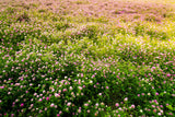 1500 RED CLOVER Monarchs Trifolium Pratense Rose Mauve Flower Ground Cover Seeds