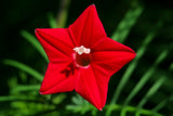 50 CYPRESS VINE MIX Ipomoea Quamoclit Convolvulus Hummingbird Star Morning Glory Cardinal Creeper Flower Seeds - Mixed Colors Red Pink White