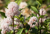 20 NEW JERSEY TEA Hummingbird Flower Ceanothus Americanus White Light Pink Shrub Seeds