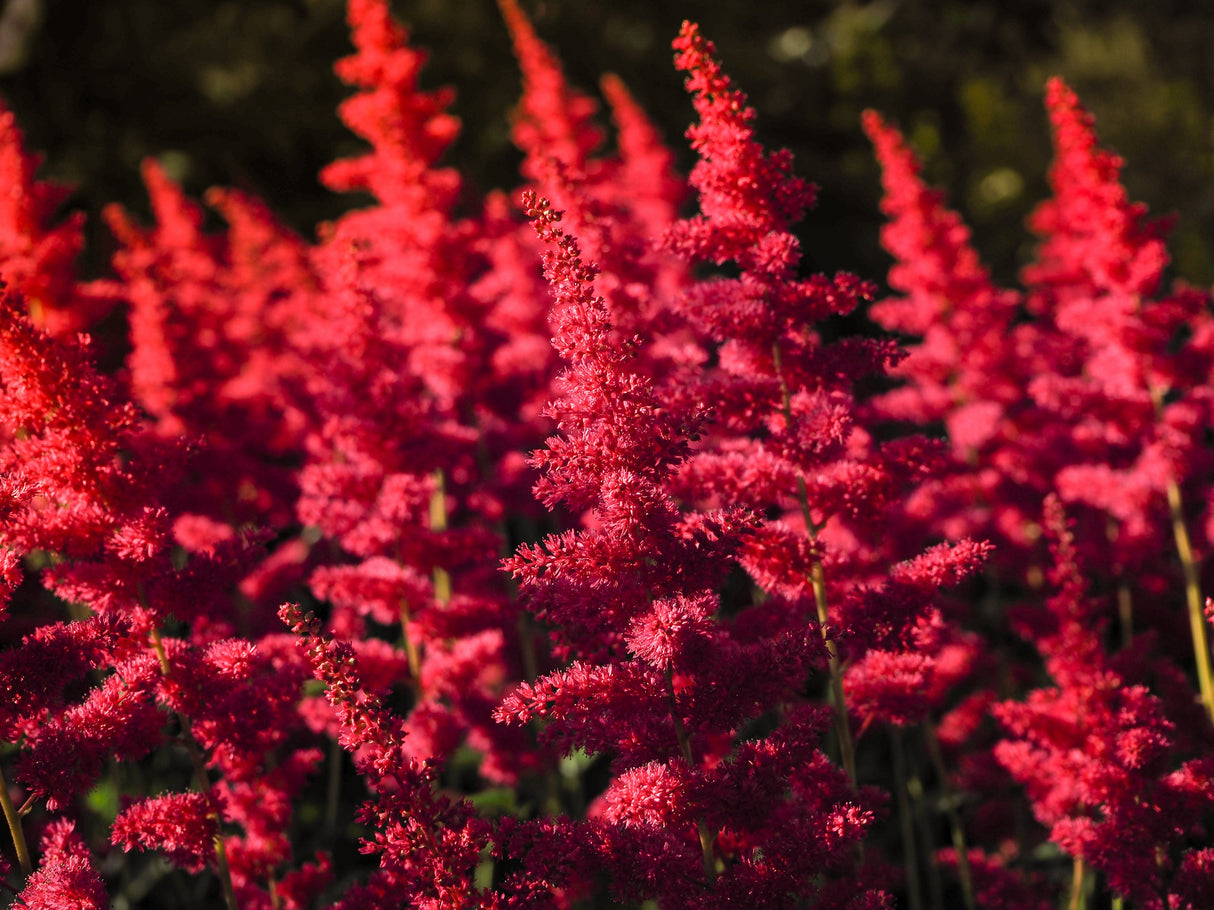 50 MIXED Colors ASTILBE BUNTER Astilbe Simplicifolia Shade Red White Purple Pink Flower Seeds