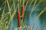 50 CATTAILS Cat Tails Typha Latifolia Water Pond Grass Flower Seeds