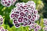 50 HOLBORN GLORY DIANTHUS Barbatus Red & White Sweet William Flower Seeds