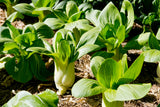 2000 CANTON PAK CHOI (Bok Choy / Chinese Cabbage) Brassica Rapa Chinensis Vegetable Seeds