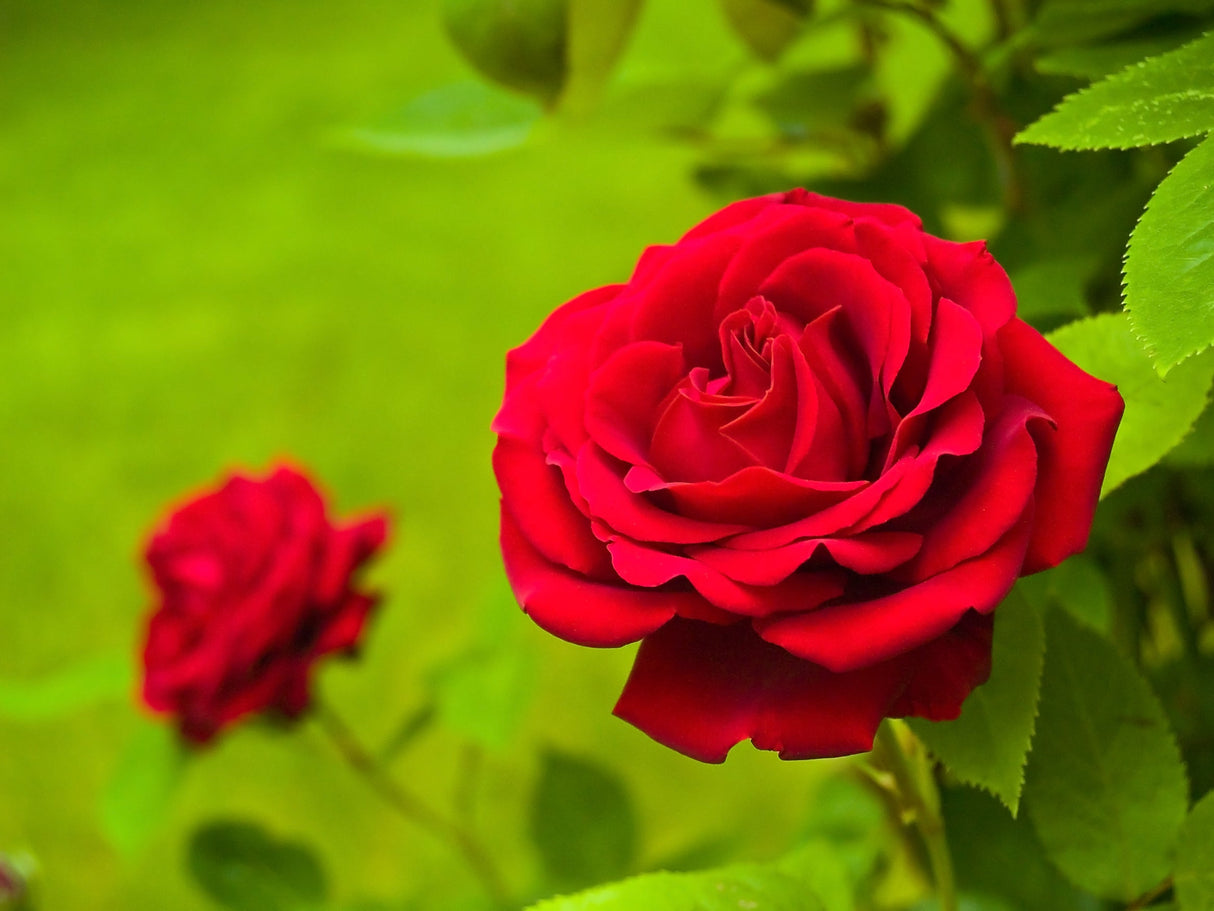 5 RED CLIMBING ROSE Rosa Bush Vine Climber Fragrant Butterfly Flower Seeds