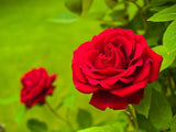 5 RED CLIMBING ROSE Rosa Bush Vine Climber Fragrant Butterfly Flower Seeds