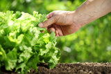 3000 Black Seeded Simpson LEAF LETTUCE Lactuca Sativa Vegetable Seeds