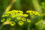 1500 DUKAT DILL Anethum Graveolens Sweet Heirloom European Herb Vegetable Seeds