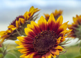 100 AUTUMN BEAUTY SUNFLOWER Helianthus Annuus Flower Seeds