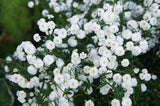 150 PEARL YARROW White Double Achillea Ptarmica Herb Flower Seeds