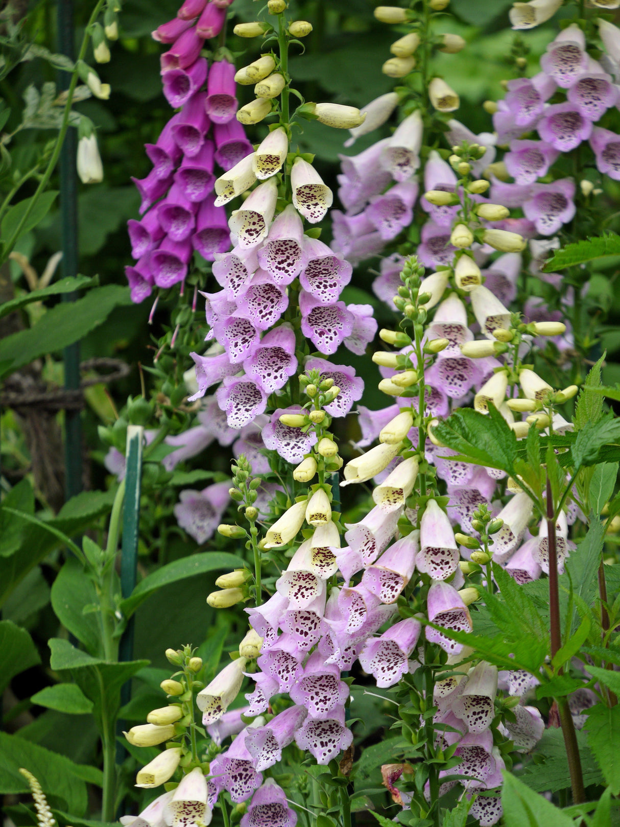 1000 FOXGLOVE EXCELSIOR MIX Digitalis Purpurea Mixed Colors Flower Seeds