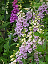 1000 FOXGLOVE EXCELSIOR MIX Digitalis Purpurea Mixed Colors Flower Seeds