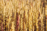 100 Organic PEPPERMINT QUINOA Grain Chenopodium Quinoa White & Green Heads - White Seeds
