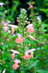 30 CORAL NYMPH SALVIA Coccinea Hummingbird Sage Flower Seeds