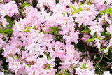 50 PINK ROYAL AZALEA Rhododendron Schlippenbachii Bush Shrub Flower Seeds