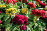 100 CORAL GARDENS Mix CELOSIA Cockscomb Celosia Argentea Cristata Flower Seeds