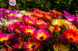 200 MIXED Colors ICE PLANT ( Mesembryanthemum Daisy / Livingstone Daisy ) Dorotheanthus Bellidiformis Flower Seeds