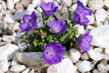 1000 TUSSOCK BELLFLOWER (Carpathian Bellflower) Campanula Carpatica Flower Seeds