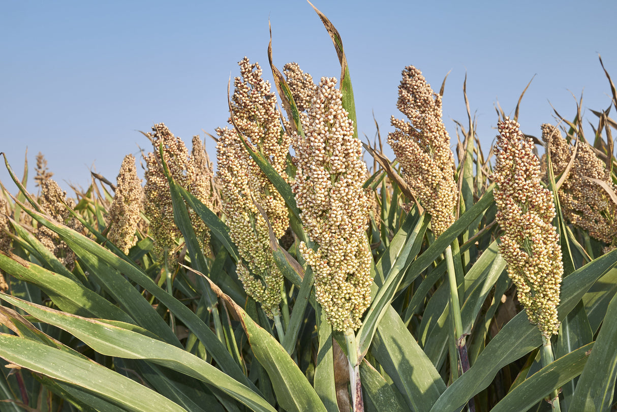 75 WHITE POPPING SORGHUM Bicolor Snack Vegetable Flour Grain Seeds