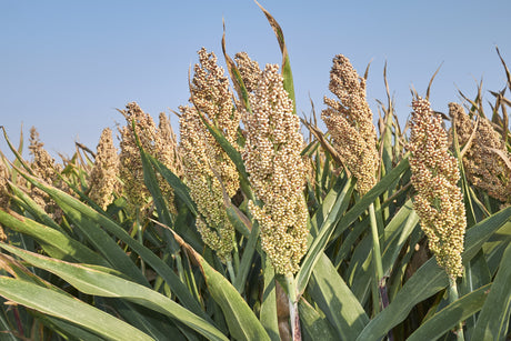 75 WHITE POPPING SORGHUM Bicolor Snack Vegetable Flour Grain Seeds